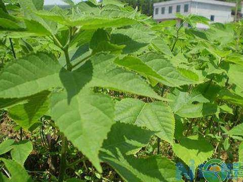 杂交构树怎么种植？杂交构树高效种植管理技术