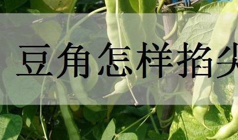 豆角怎样掐尖打叉？