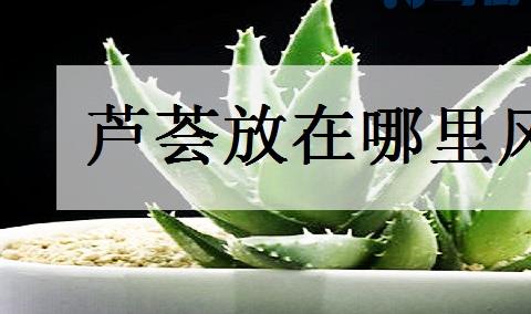 芦荟放在哪里风水好 摆放禁忌有哪些？