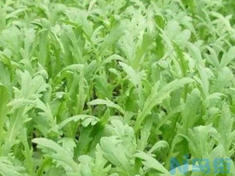 茼蒿种植最佳时间和方法及注意事项 什么季节播种好？