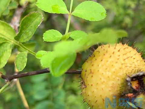 刺梨长什么样子图片？