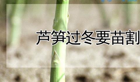 芦笋过冬要苗割掉吗？