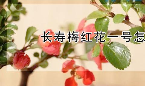 长寿梅红花一号怎么养？