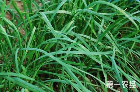 怎么用除草剂给韭菜除草？