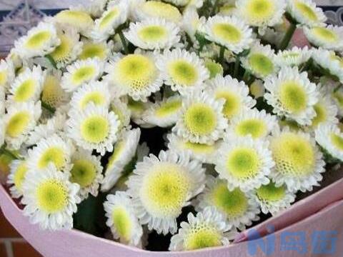 分手送什么花给女方好，什么花代表分手(雏菊代表离别)？