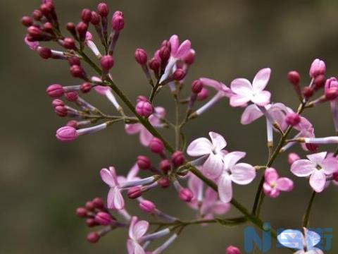 丁香花为什么不开花？