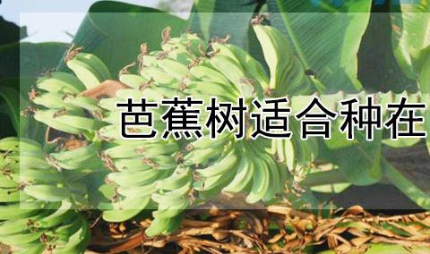 芭蕉树适合种在哪里？