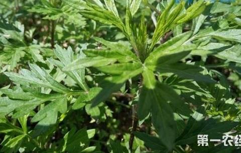 艾草什么时候种植？艾草的种植时间及技术