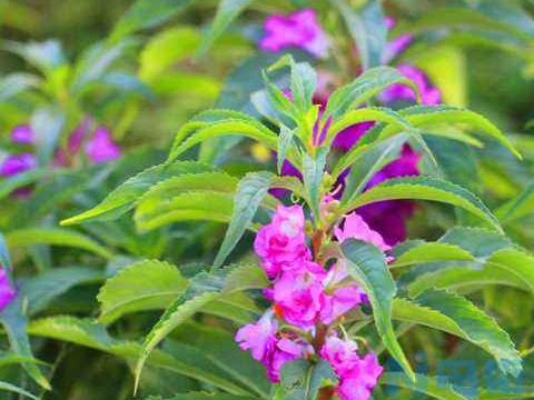 凤仙花怎么浇水？凤仙花的浇水方法