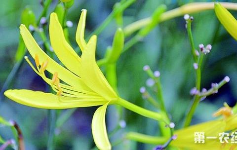 怎样种植黄花菜？黄花菜的繁殖方法和种植技术