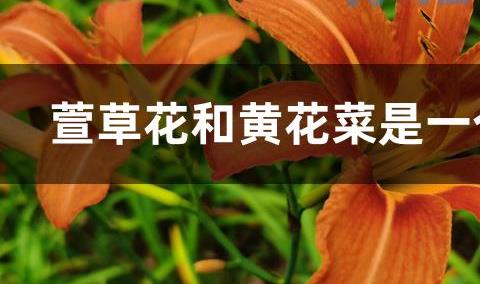 萱草花和黄花菜是一个东西吗？