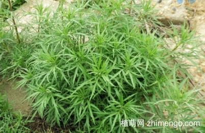 黎蒿怎么种，黎蒿的种植方法和注意事项？