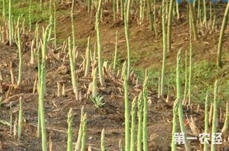 芦笋田怎么进行除草？