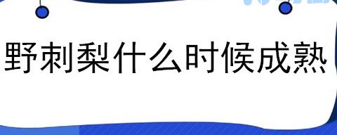 野刺梨什么时候成熟？