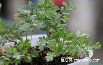 艾草什么时候播种，艾草播种方法步骤？