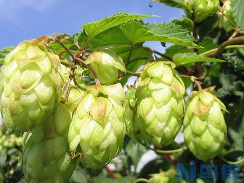 啤酒花是什么？又叫酵母花、酒花，可用于酿造啤酒和药用