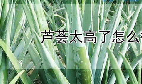 芦荟太高了怎么截断？