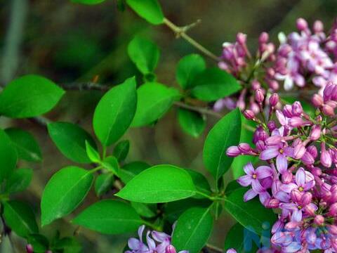 丁香花叶片发黄怎么办？丁香花叶片发黄的原因