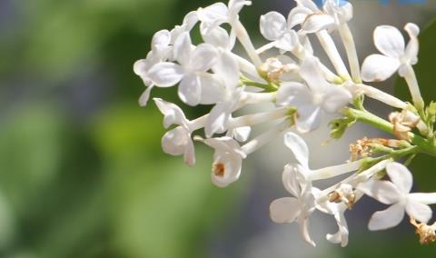 丁香花叶子发黄怎么办，冬天会掉叶子吗？