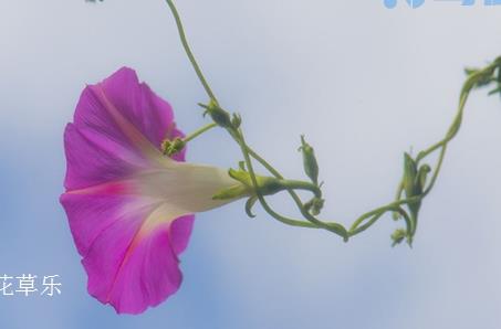 牵牛花有毒吗？牵牛花可以吃吗？