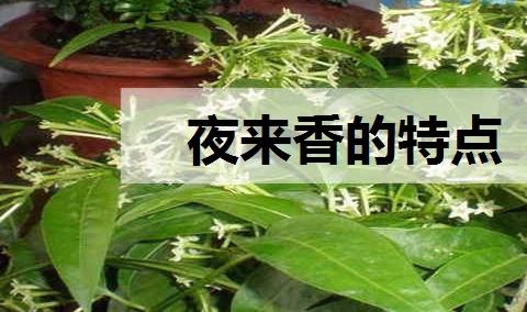 夜来香的特点 花语有哪些？