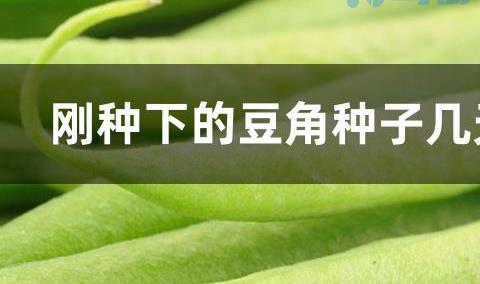 刚种下的豆角种子几天一浇水？