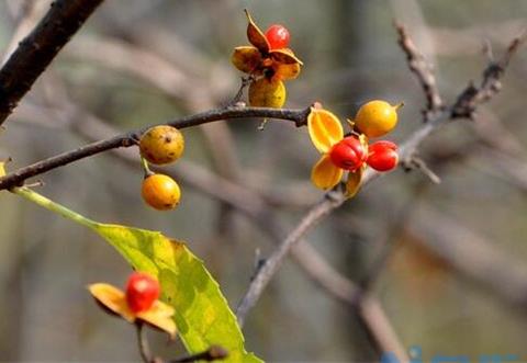 合欢花怎样播种，4个步骤教你播种出美丽的合欢花？