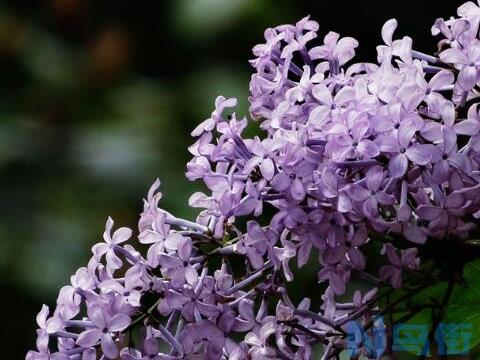 丁香花什么季节开花？丁香花开花的季节