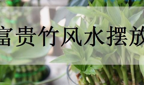 富贵竹风水摆放三不要？