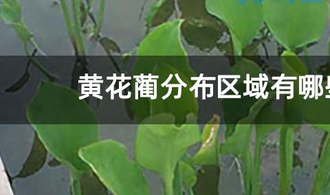 黄花蔺分布区域有哪些地方？