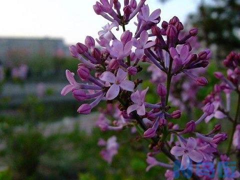 丁香花什么时候开花 花期有多长？