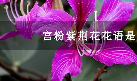 宫粉紫荆花花语是什么？