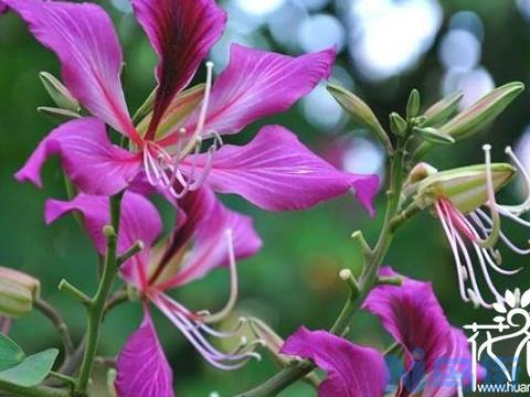 紫荆花什么时候开花，紫荆花花期多长？