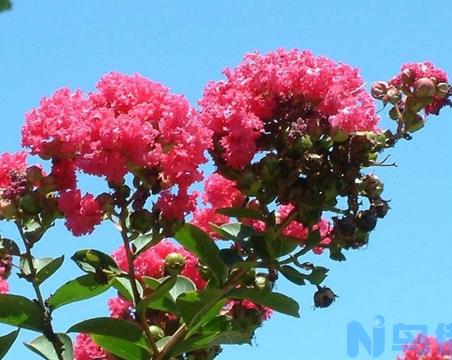 紫薇花怎么种植 繁殖方法及病虫防治？