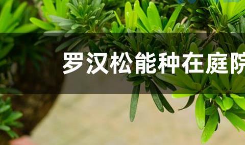 罗汉松能种在庭院里吗，养殖方法？