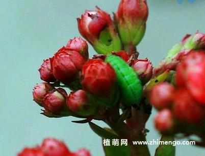 长寿花长虫怎么办，蚜虫、红蜘蛛、介壳虫防治？