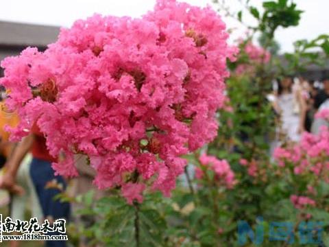 紫薇花花语是什么？