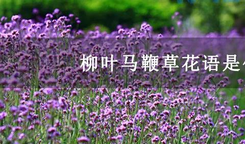 柳叶马鞭草花语是什么？