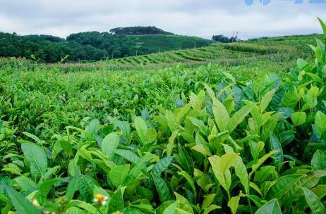 油茶树什么时候开花结果？能活多久？种多久才会有收益？