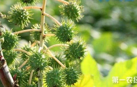 蓖麻怎么种植？蓖麻的山旱地种植技术