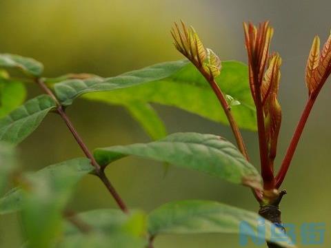 大棚香椿育苗怎样防治病虫害？