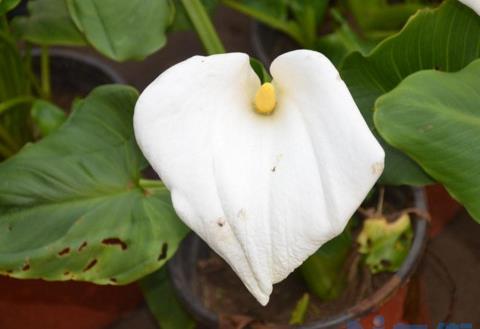 马蹄莲开完花怎么办，剪掉残花后换盆修根促生长？