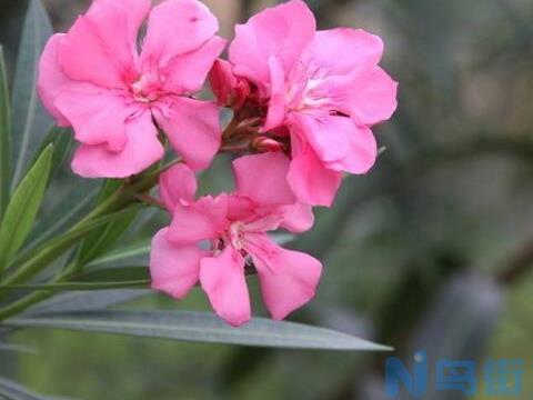 夹竹桃什么时候开花，夹竹桃开花时间6-10月(60年结一次果)？