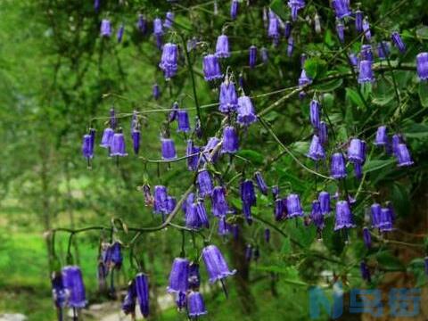 蓝铃花和铃兰花的区别，叶片和花朵外形区别大/药用不同？