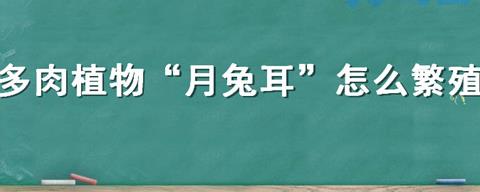 多肉植物&amp;ldquo;月兔耳&amp;rdquo;怎么繁殖？