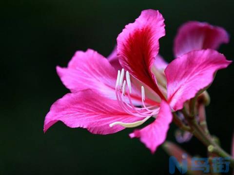 紫荆花的花语是什么？紫荆花的寓意和象征