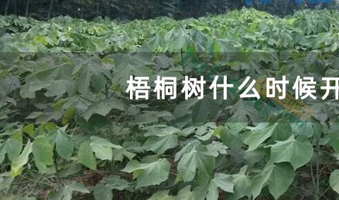 梧桐树什么时候开花？