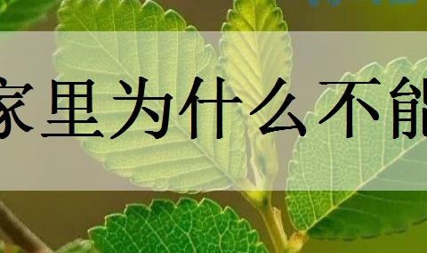 家里为什么不能养榆树？