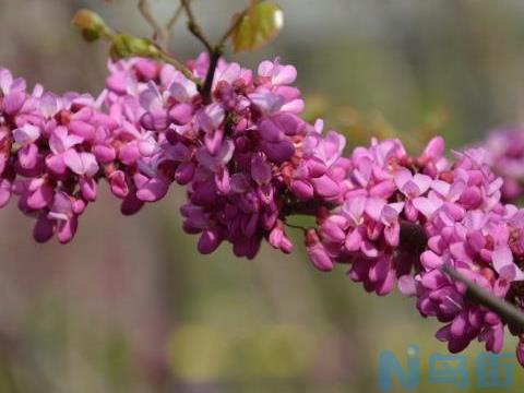 紫荆花怎么养 紫荆花养殖方法与注意事项？