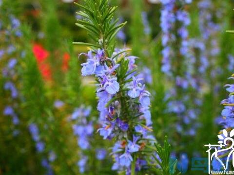 什么花的花语是回忆 五种代表回忆的植物(勿忘我代表永远的回忆)？